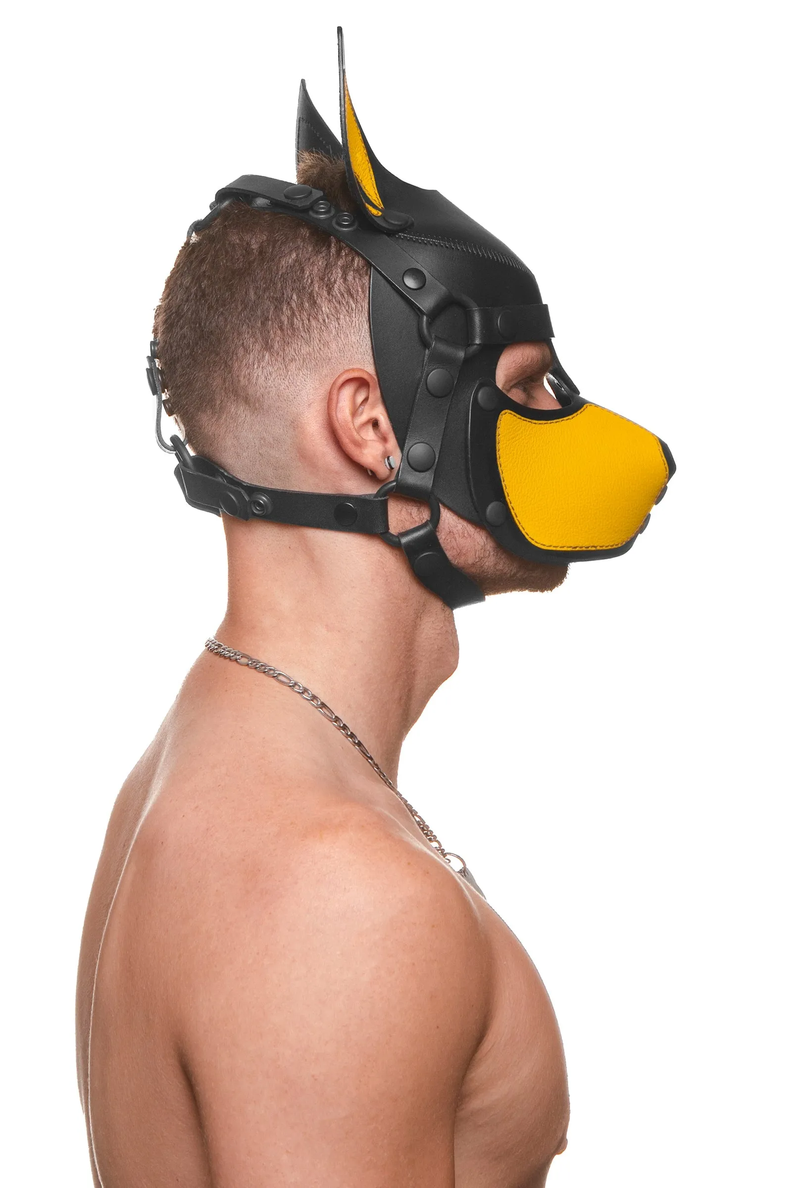 HEAD HARNESS PUP "SCOUT" - Colour