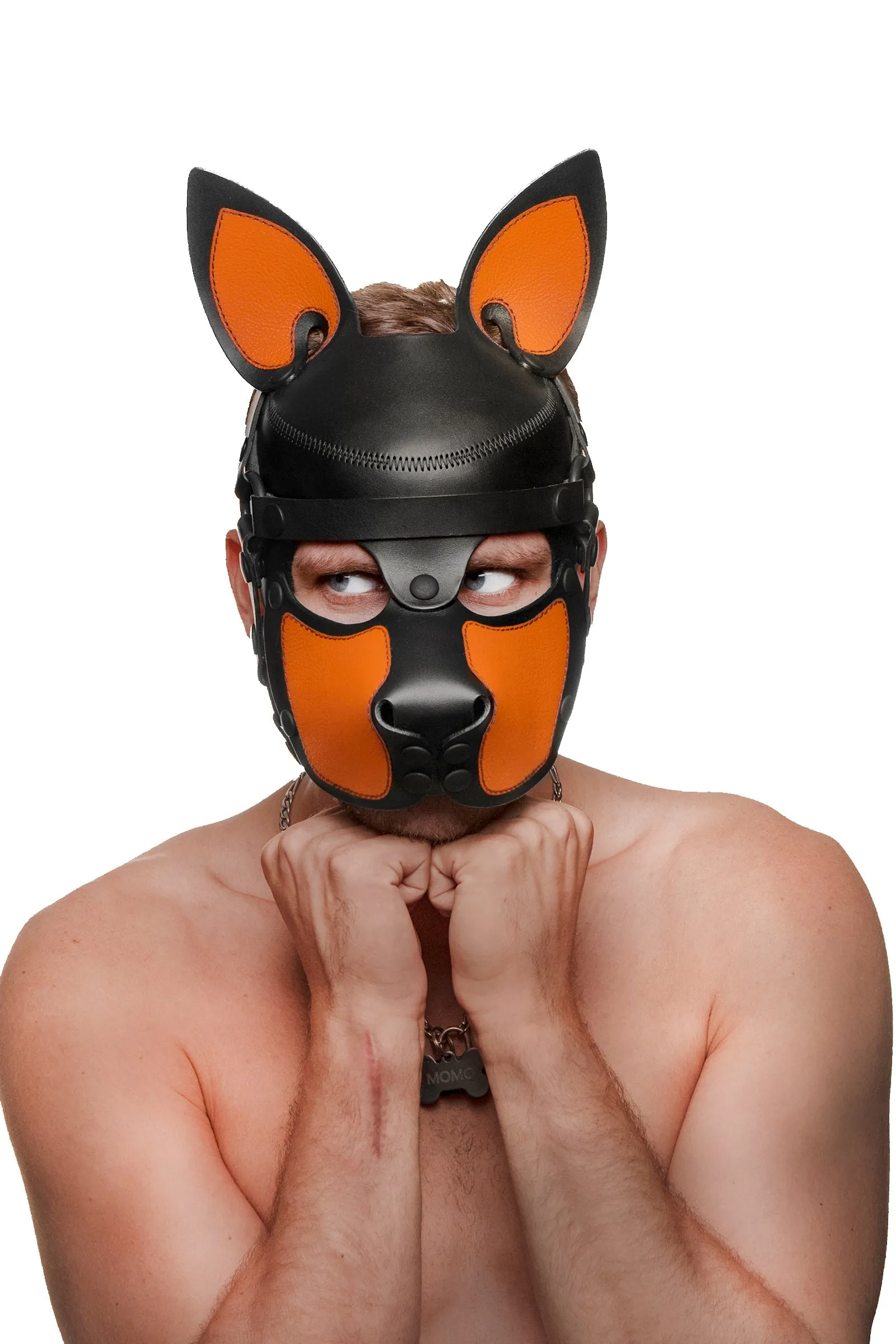 HEAD HARNESS PUP "SCOUT" - Colour